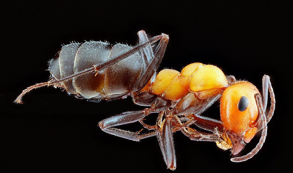 Ant Control service in Hendersonville, TN