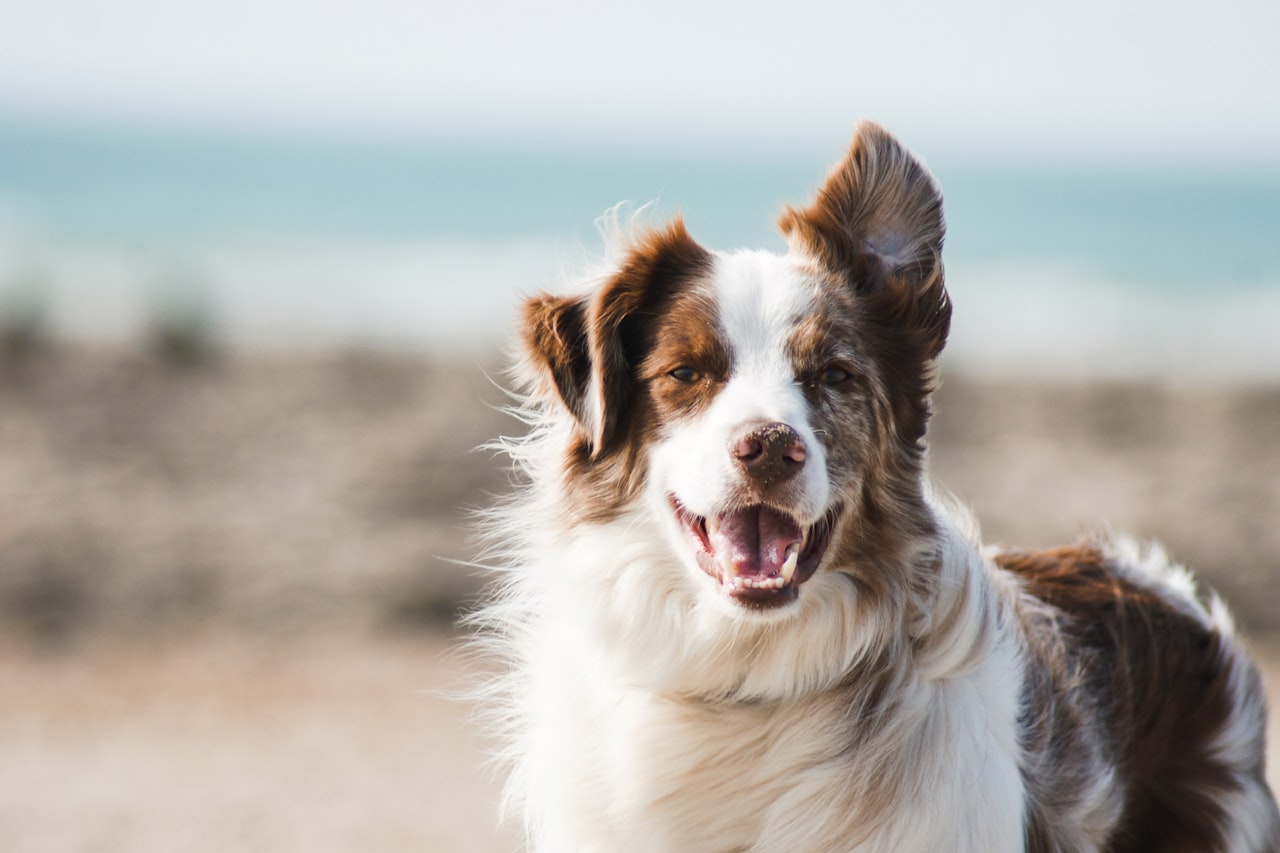 Flea & Tick Control service in Hendersonville, TN