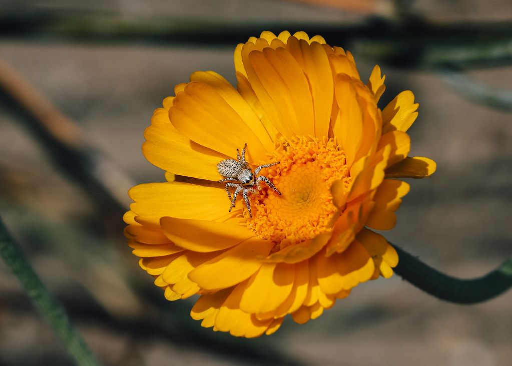 Spider Control service in Hendersonville, TN